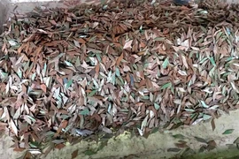 Phức tạp nạn đinh tặc trên tuyến Quốc lộ 1K ở TP HCM