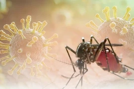 Nguy cơ Chikungunya xâm nhập, Lâm Đồng siết kiểm dịch y tế