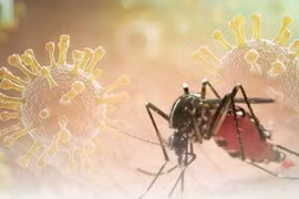 Nguy cơ Chikungunya xâm nhập, Lâm Đồng siết kiểm dịch y tế