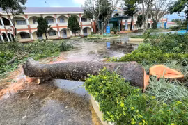  Ba cây xanh lâu năm bị cưa hạ, trung tâm giáo dục Lâm Đồng bị xử phạt