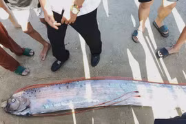 Cá “hố rồng” dạt vào bờ biển Lâm Đồng, người dân hiếu kỳ theo dõi