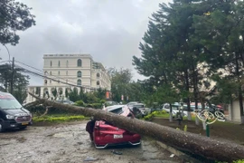 Cây bật gốc đè ô tô, mái tôn bay xuống công viên ở Lâm Đồng