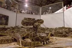 Hãi hùng lễ hội 'thảm sát' rắn đuôi chuông độc, cực nguy hiểm