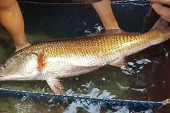 Cả thế giới khát khao sở hữu loài cá đắt đỏ nhất Việt Nam này 