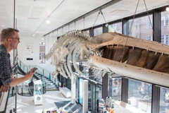 Bảo tàng Anh dùng AI giúp động vật “trò chuyện” với khách tham quan