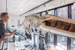 Bảo tàng Anh dùng AI giúp động vật “trò chuyện” với khách tham quan