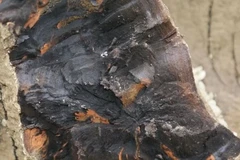 Khúc gỗ quý nghìn tỷ lăn lóc ven sông, lão nông sốc nặng 