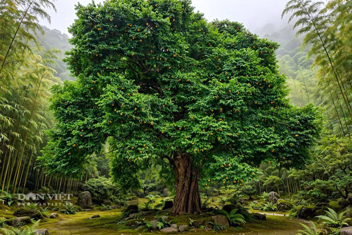 Cây cảnh lá xanh quả vàng tuyệt đẹp