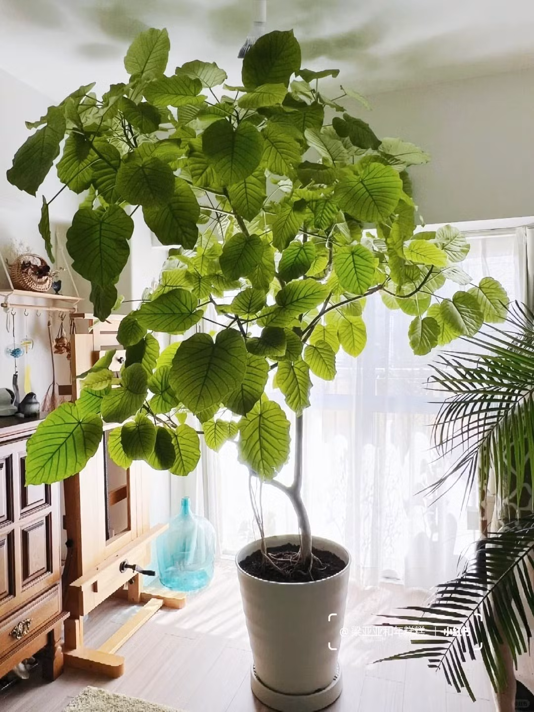 Người xưa cho rằng, cây cảnh này tượng trưng cho tình yêu thương và sự quan tâm, sự ấm áp và hy vọng.