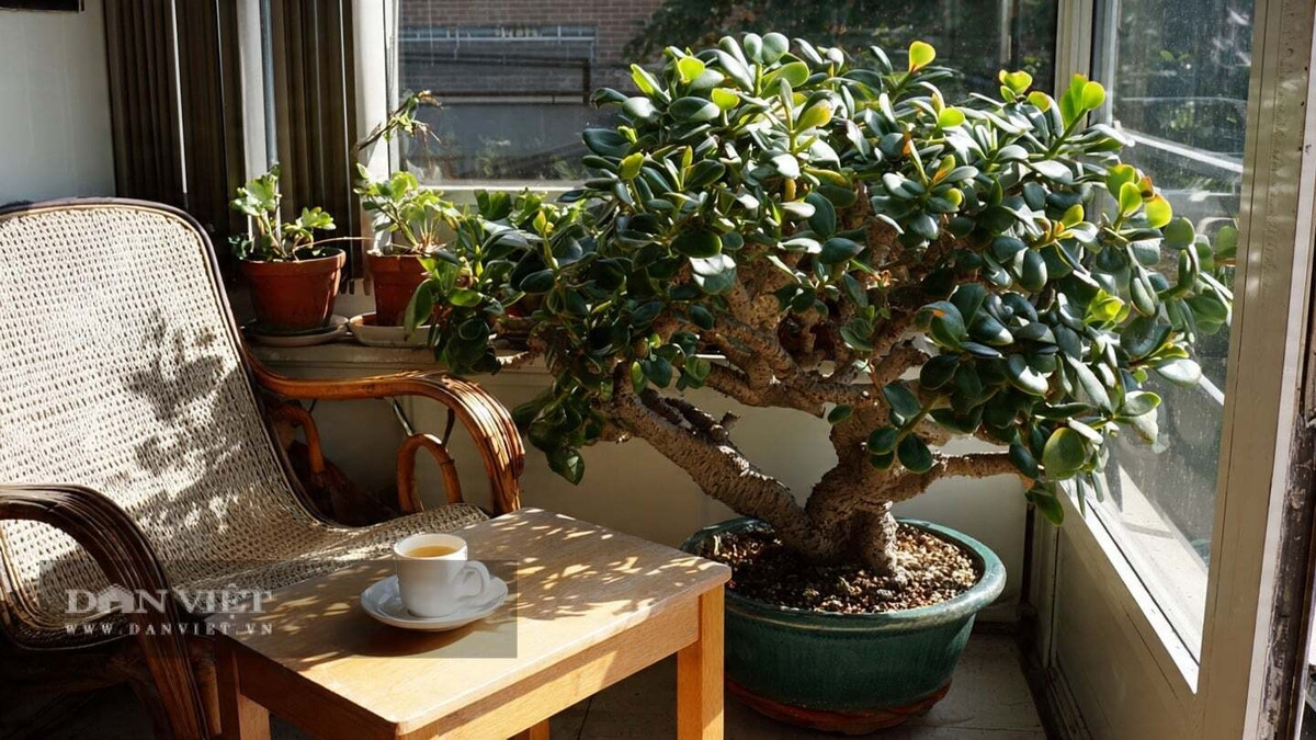 Trong phong thủy, cây cảnh ngọc bích này tượng trưng cho sự may mắn, phú quý và thịnh vượng.