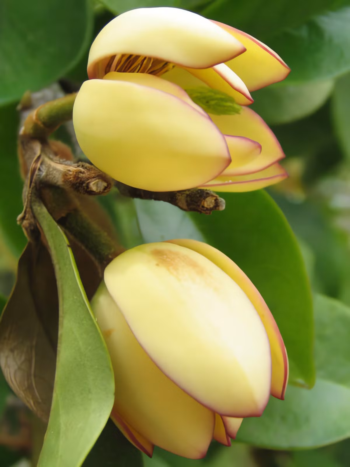 Nụ hoa lan tiêu tròn, mập mạp.