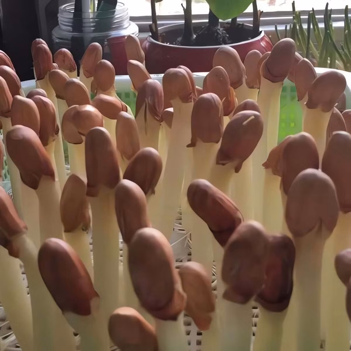 Loại rau này giòn, mềm,