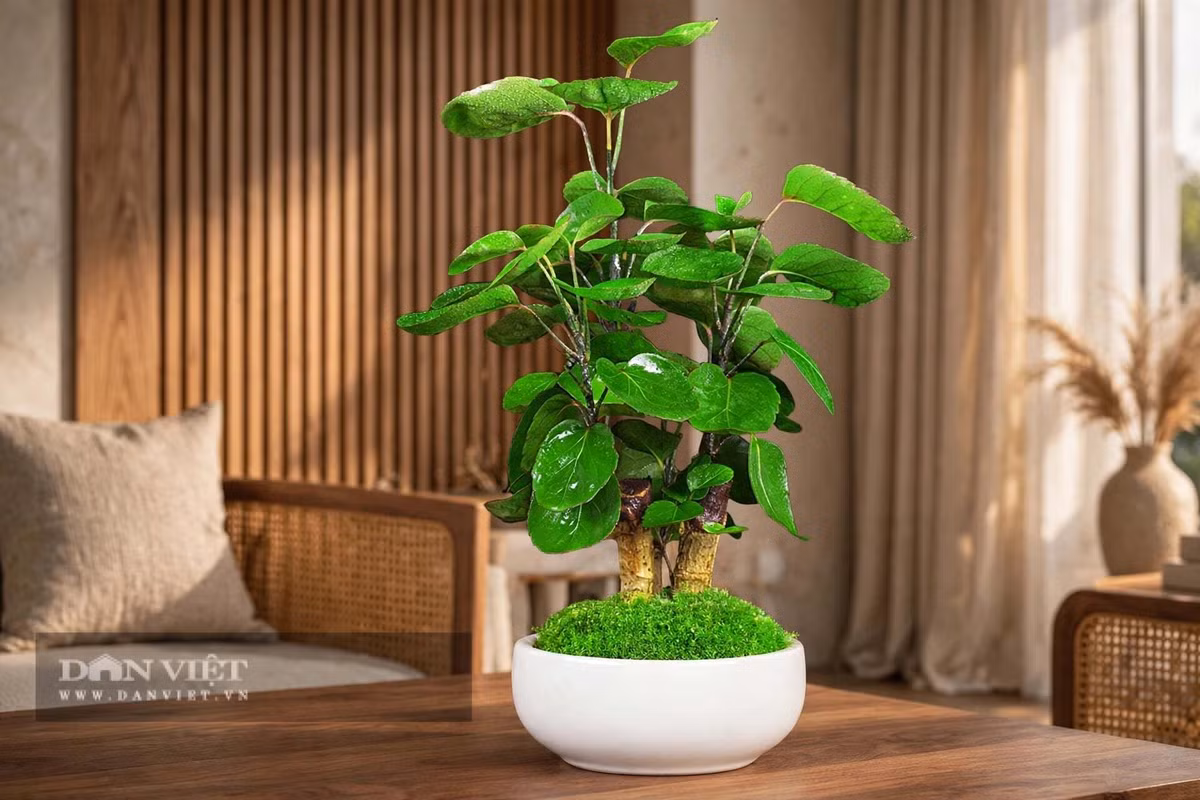 Cây cảnh đẹp một cách hiền lành, phúc hậu