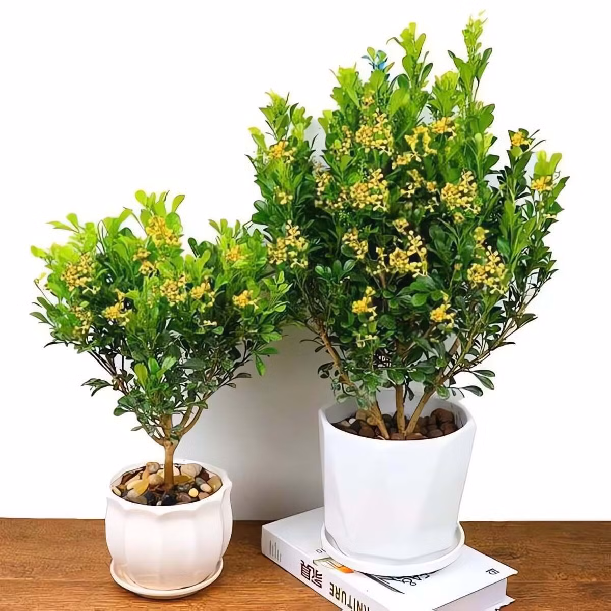 Cây cảnh này nở hoa 4 mùa.