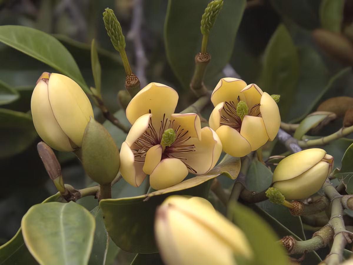 Cây cảnh “chữa lành” tâm hồn