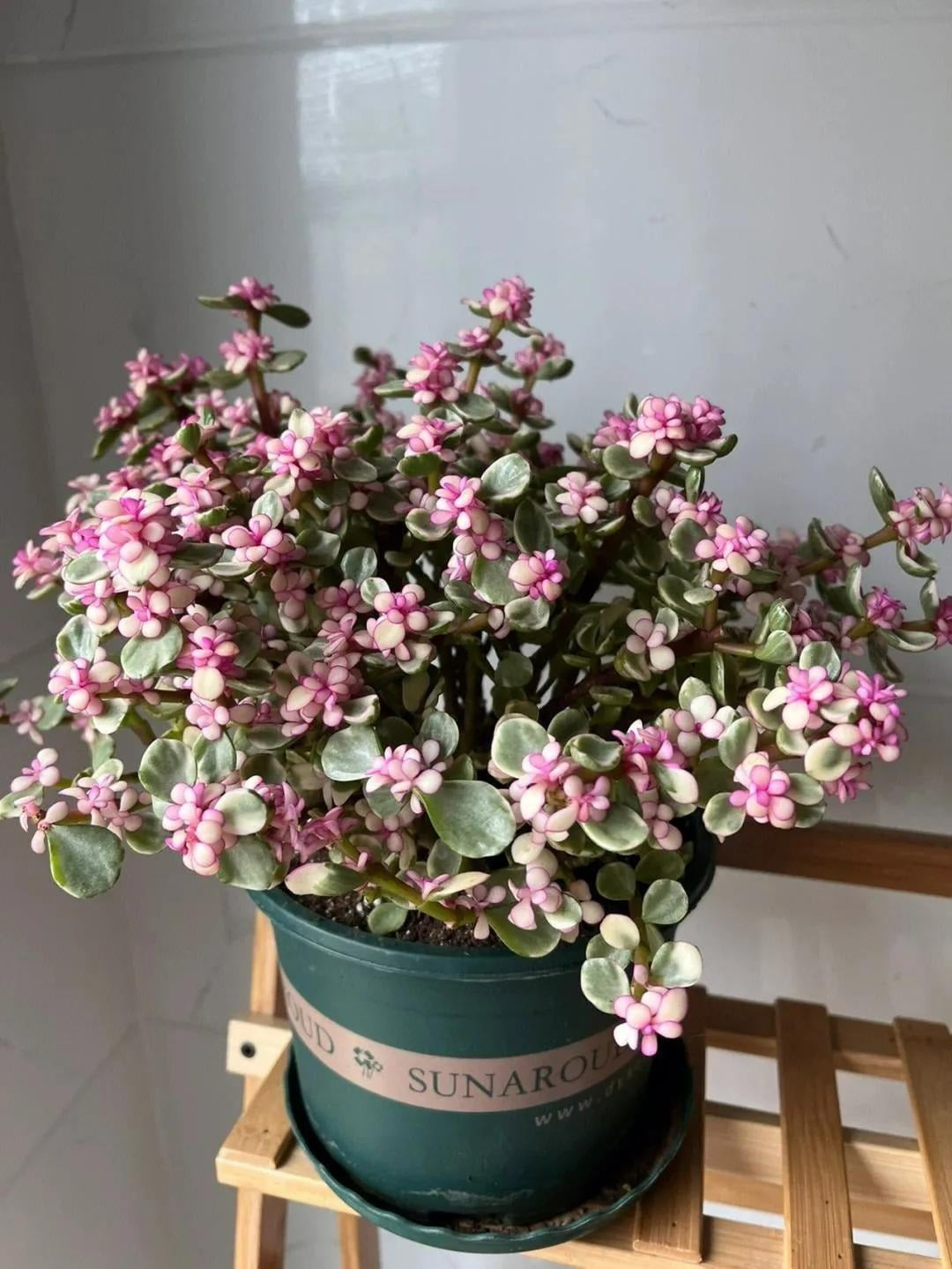 Cây cảnh cành vàng lá ngọc ưa nhiều ánh nắng mặt trời