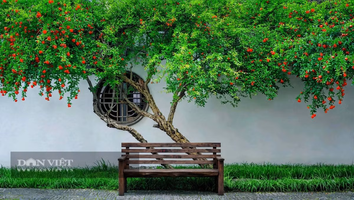 Cứ cho cây cảnh đứng ở nơi nhiều nắng nhất trong vườn