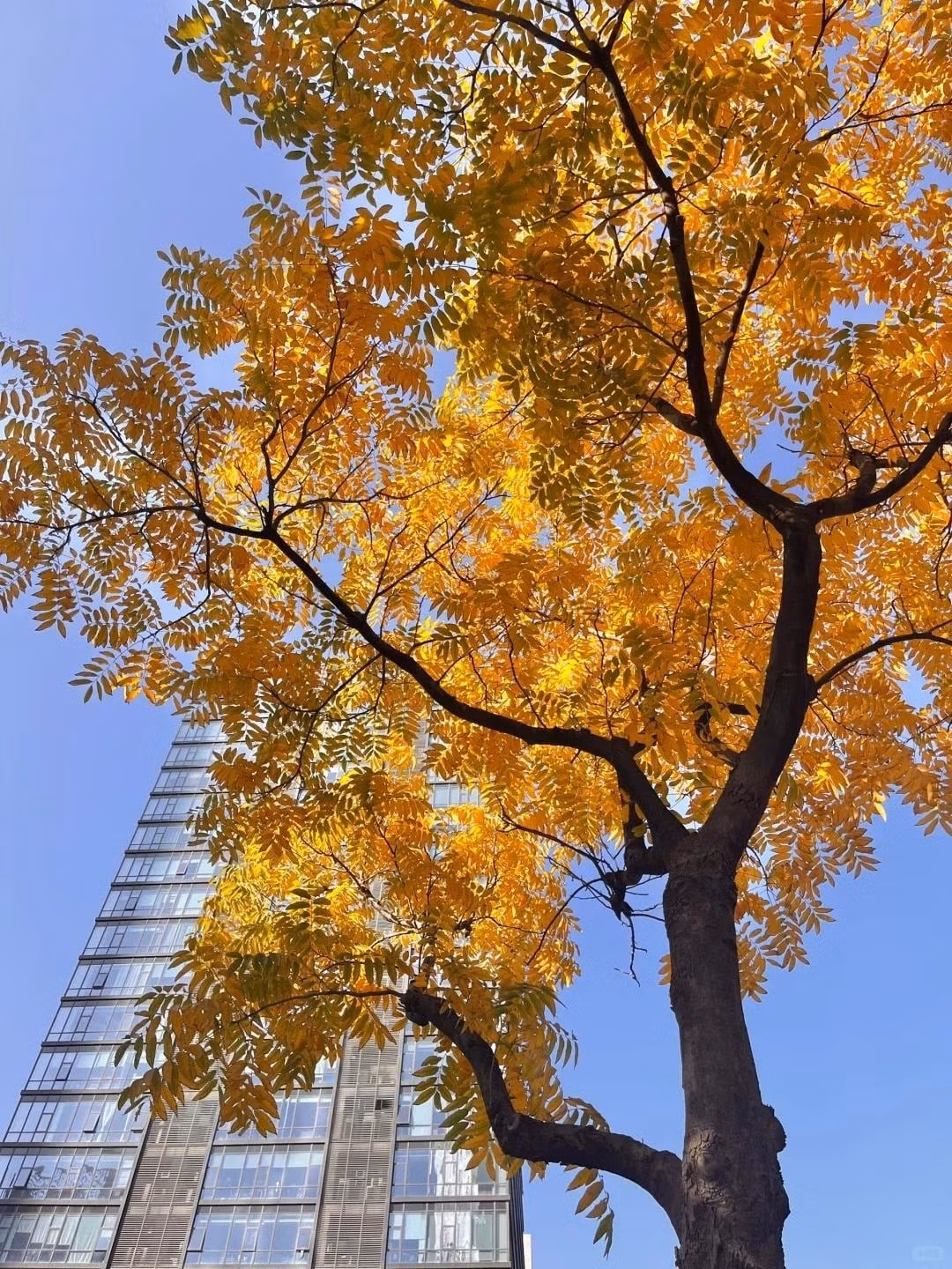 Người xưa tin rằng trồng cây bồ hòn trong sân nhà tượng trưng cho sự giải thoát khỏi lo âu. Ảnh minh họa Toutiao