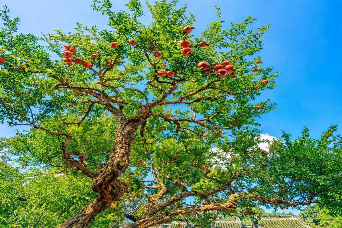Những cây cảnh này chịu được cái rét cắt da, chịu được cái nắng thiêu của tháng 6, cành lúc nào cũng trĩu nặng ân tình.