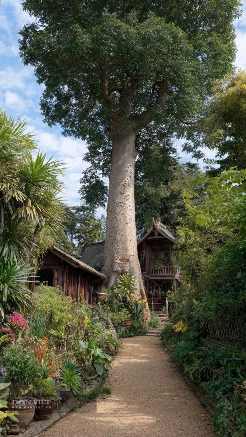 Theo người xưa, loài cây này tượng trưng cho sự cao quý và giàu có