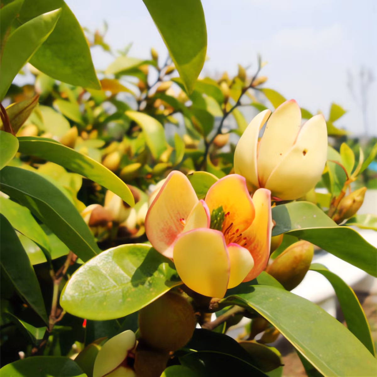 Ở miền Bắc, cây cảnh lan tiêu nở rộ từ tháng 4 đến tháng 7