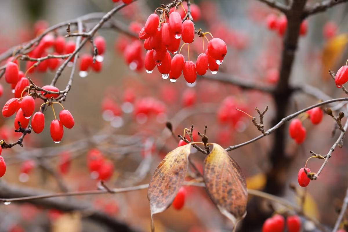 Trong đông y, quả sơn thù du (táo nhục) dùng làm thuốc cường dương đại bổ. Ảnh minh họa Pixabay