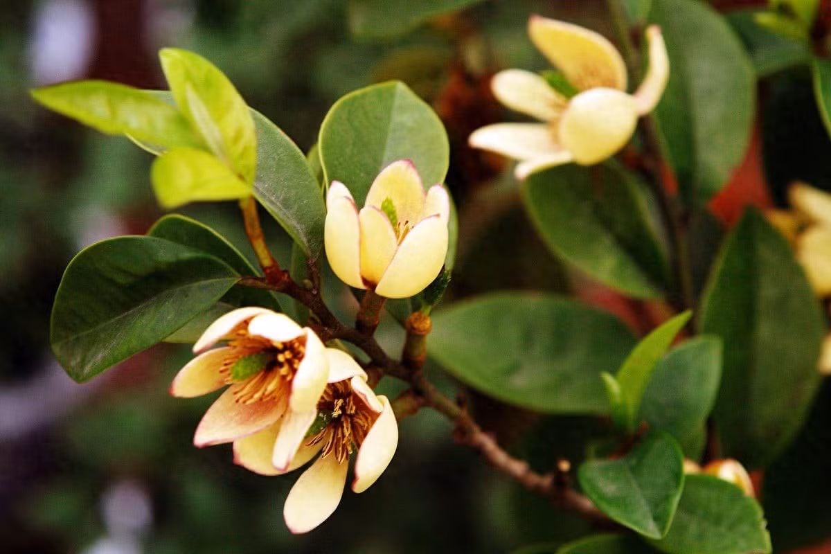 Dáng cây cảnh gọn, hoa thơm màu độc lạ