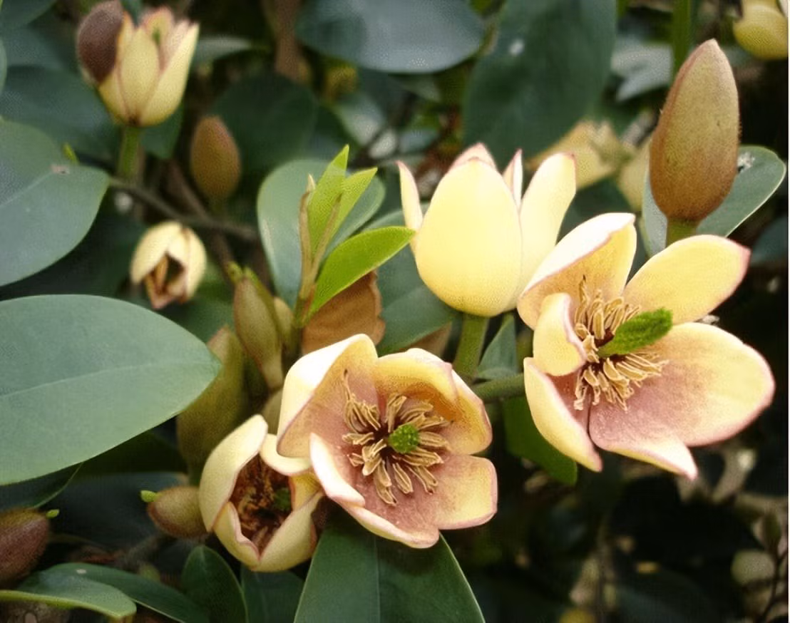 Cây cảnh lan tiêu hay còn gọi là hàm tiếu