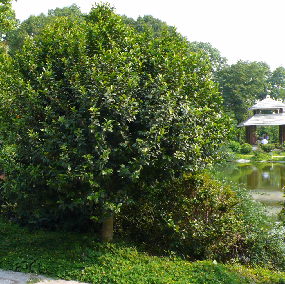 Cây cảnh dễ cắt tỉa