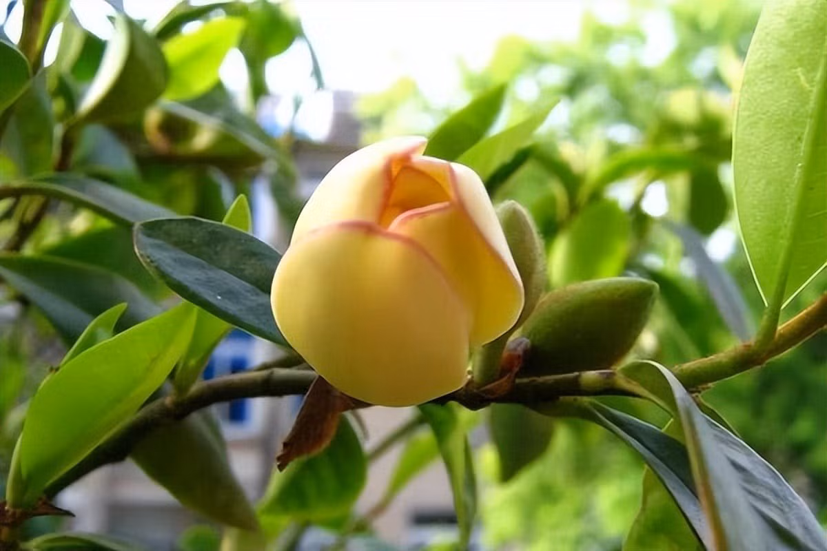 “Hàm tiếu” còn ngụ ý nụ cười hạnh phúc, viên mãn.