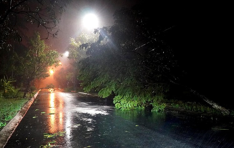 Sức gió khi áp sát đất liền giật cấp 8 - 9 của bão số 13 đã khiến nhiều cây cối tại tổ dân phố Châu Me và tổ dân phố Long Thạnh 1, phường Sa Huỳnh (Quảng Ngãi) bật gốc, ngã đổ ra đường gây ách tắc giao thông cục bộ. Ảnh: Lê Phước Ngọc/TTXVN