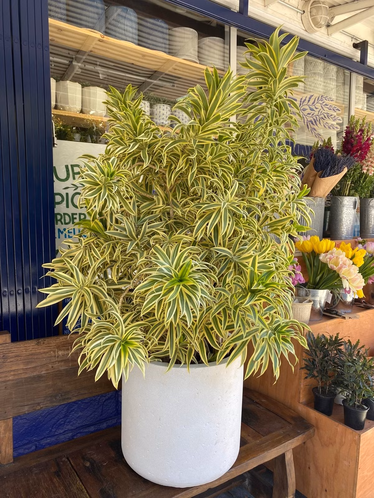 Cây cảnh này còn mang ý nghĩa phong thủy sâu sắc.