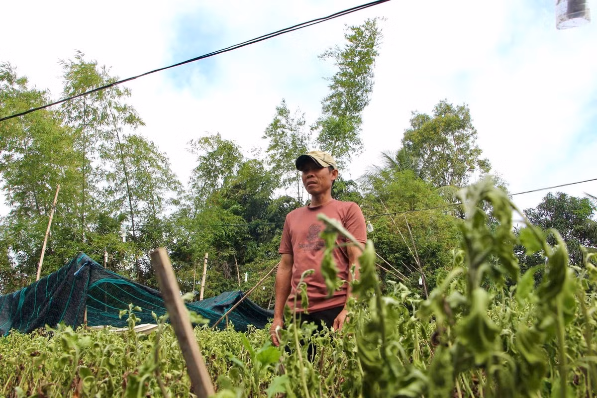 Ông Đoàn Trúc Hưng thất thần nhìn vườn cúc héo.