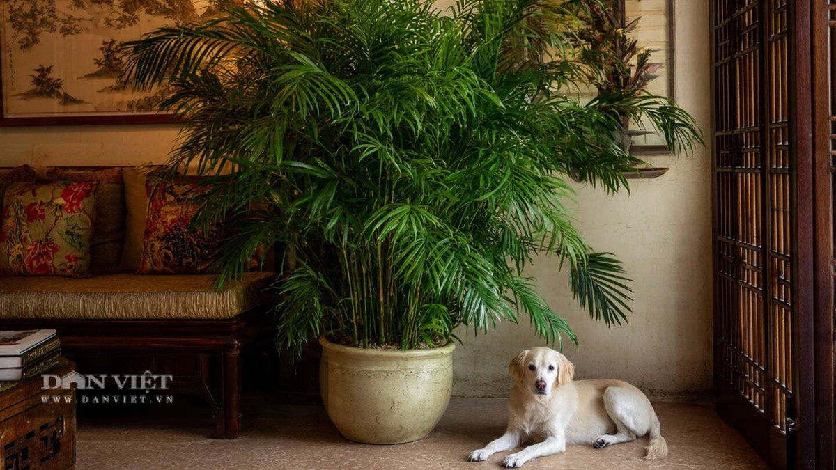 Theo người xưa, cây cảnh này tượng trưng cho sự bình yên, may mắn.
