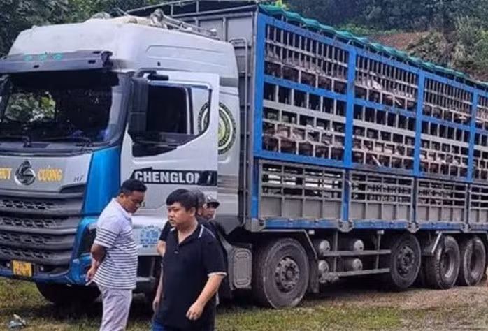 Xe tải chở 14 tấn heo bị dịch tả châu Phi từ Sơn La và Hà Nội tiêu thụ. Ảnh: TTXVN