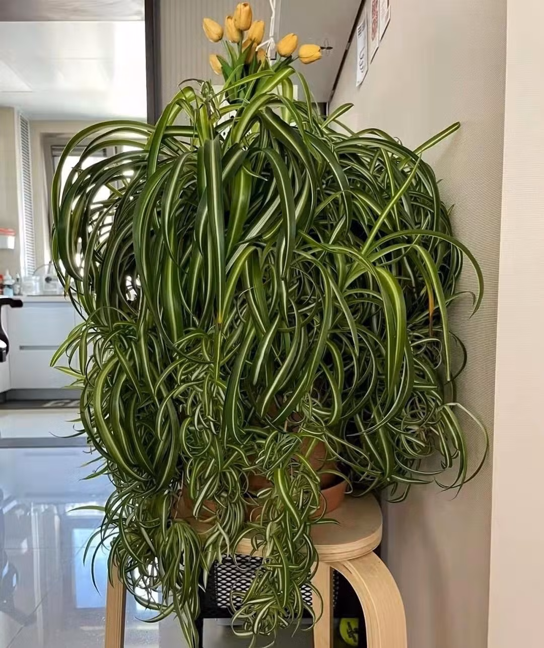 Loại cây này rất ưa nước.