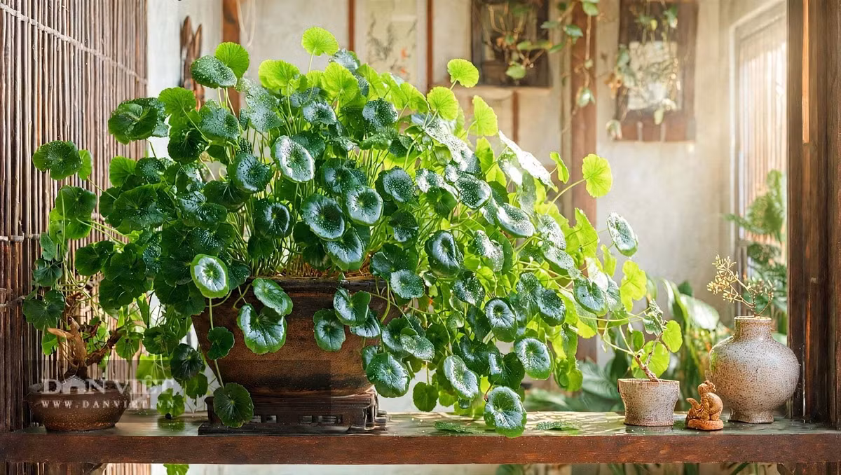Trồng cây cảnh này thì không cần học gì cả.