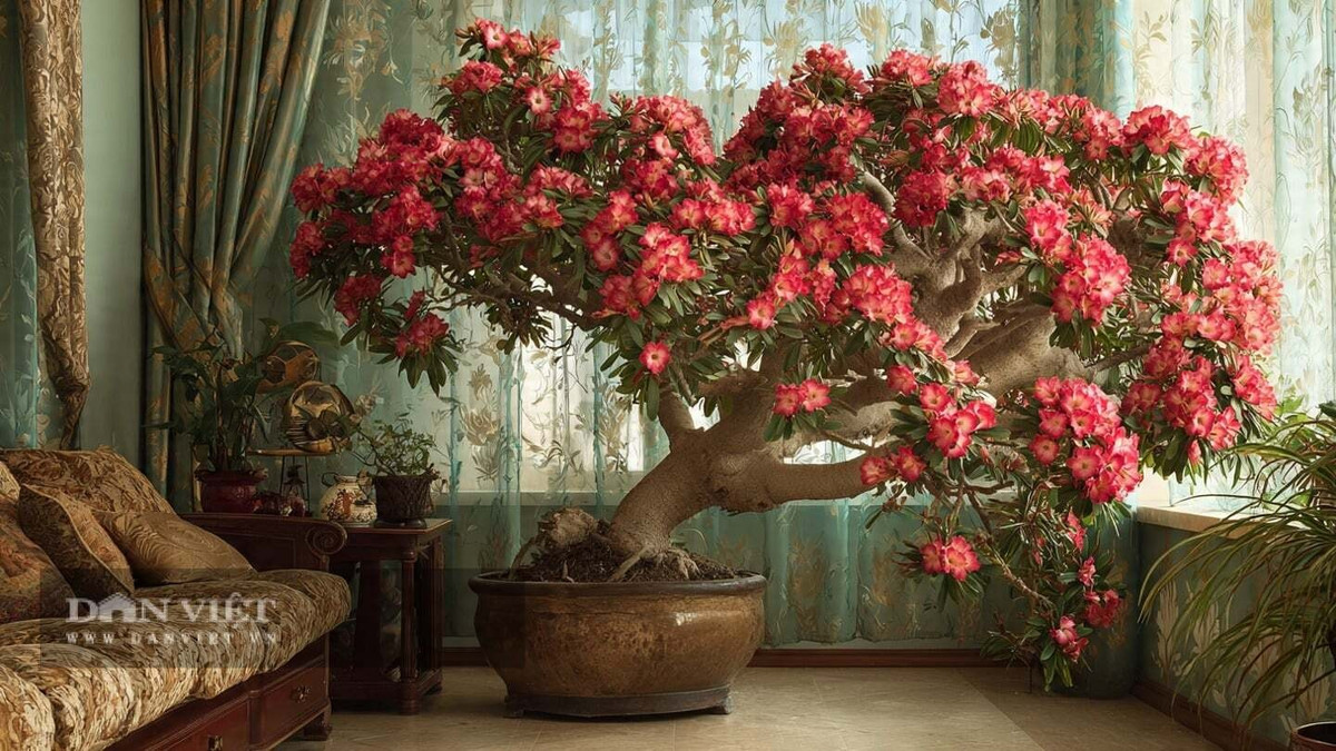Cây cảnh hồng sa mạc mang đến nhiều hồng phúc cho gia chủ