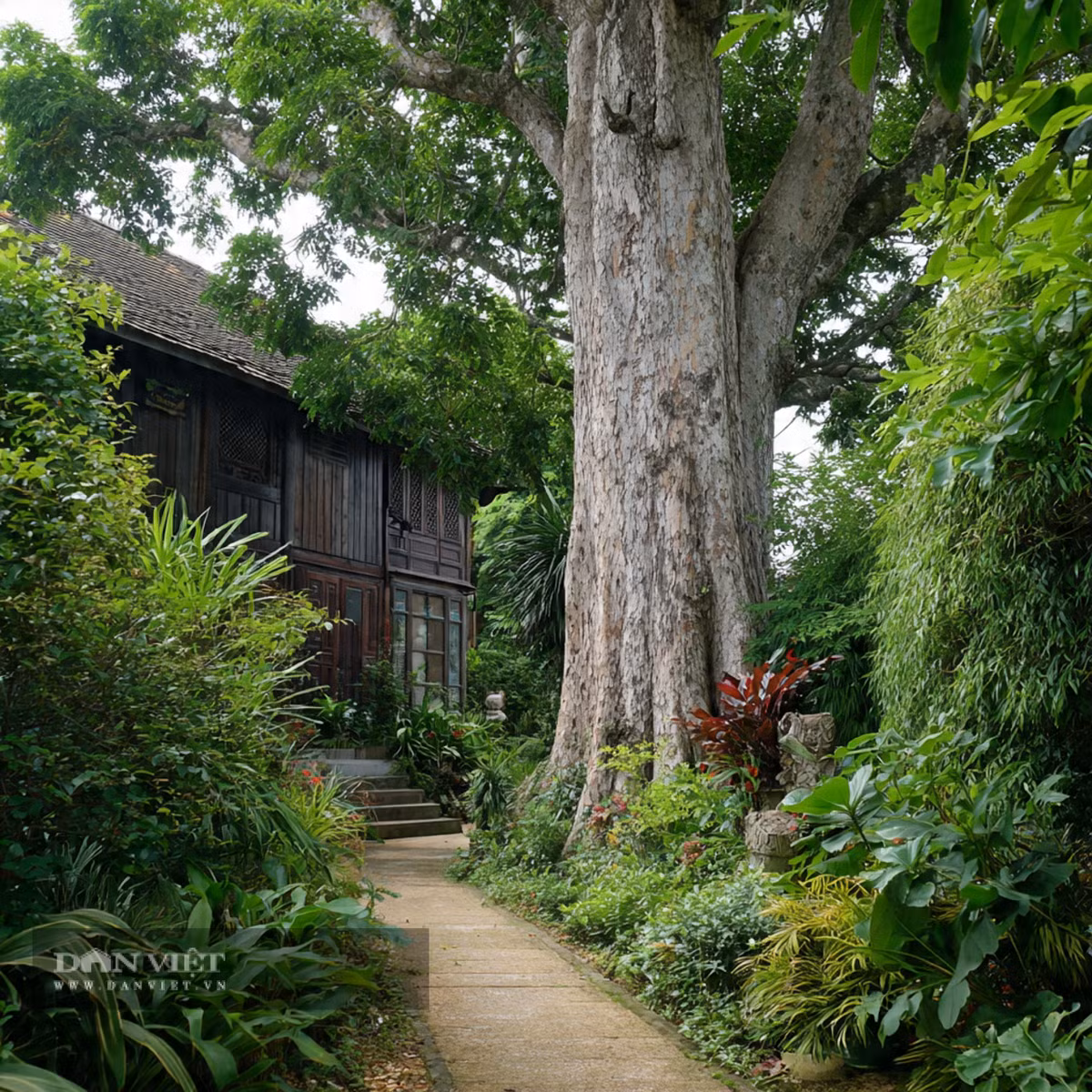 Người xưa dặn: Trồng trầm hương trong sân, gia đình có kho báu