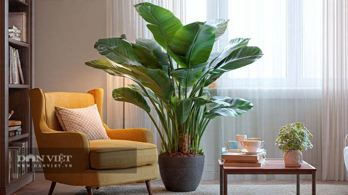 Theo người xưa, những chiếc lá to mang lại may mắn cho gia đình