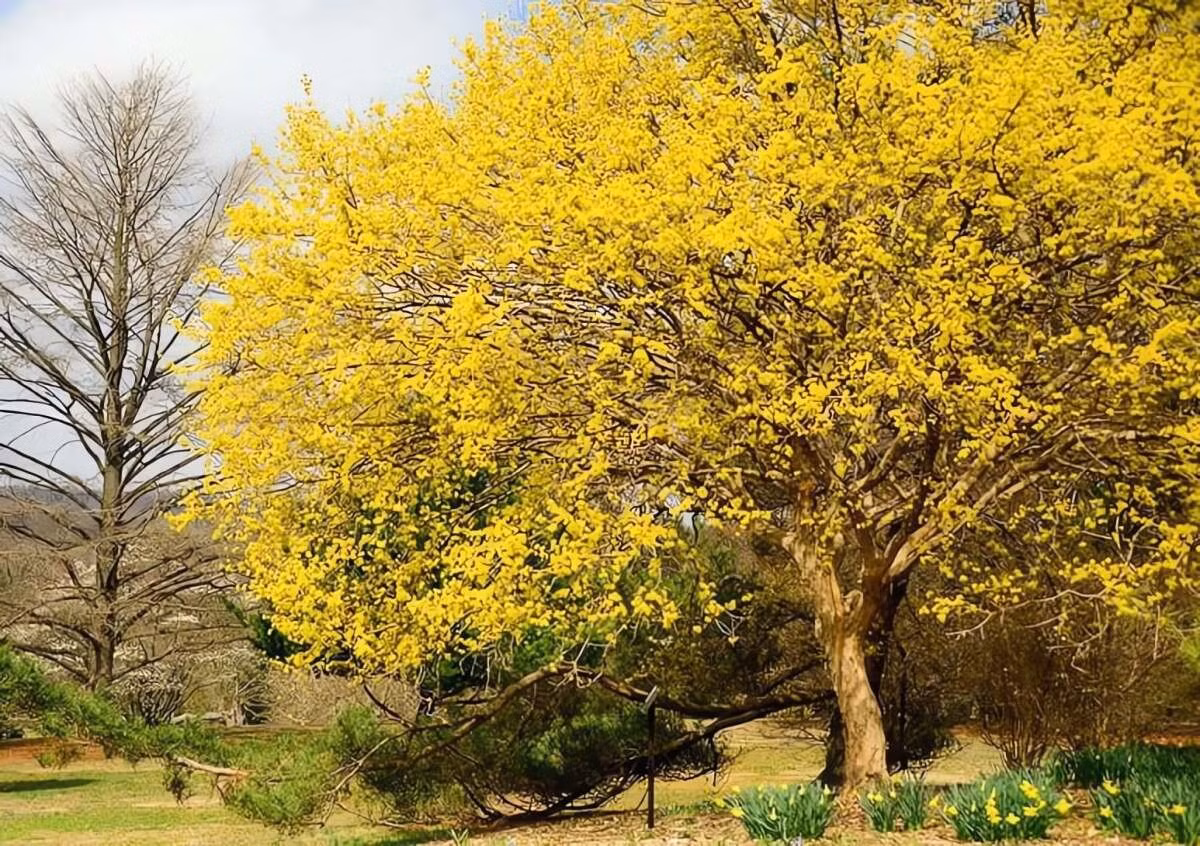 Những bông hoa, có màu vàng lưu huỳnh rực rỡ đến màu vàng mù tạt