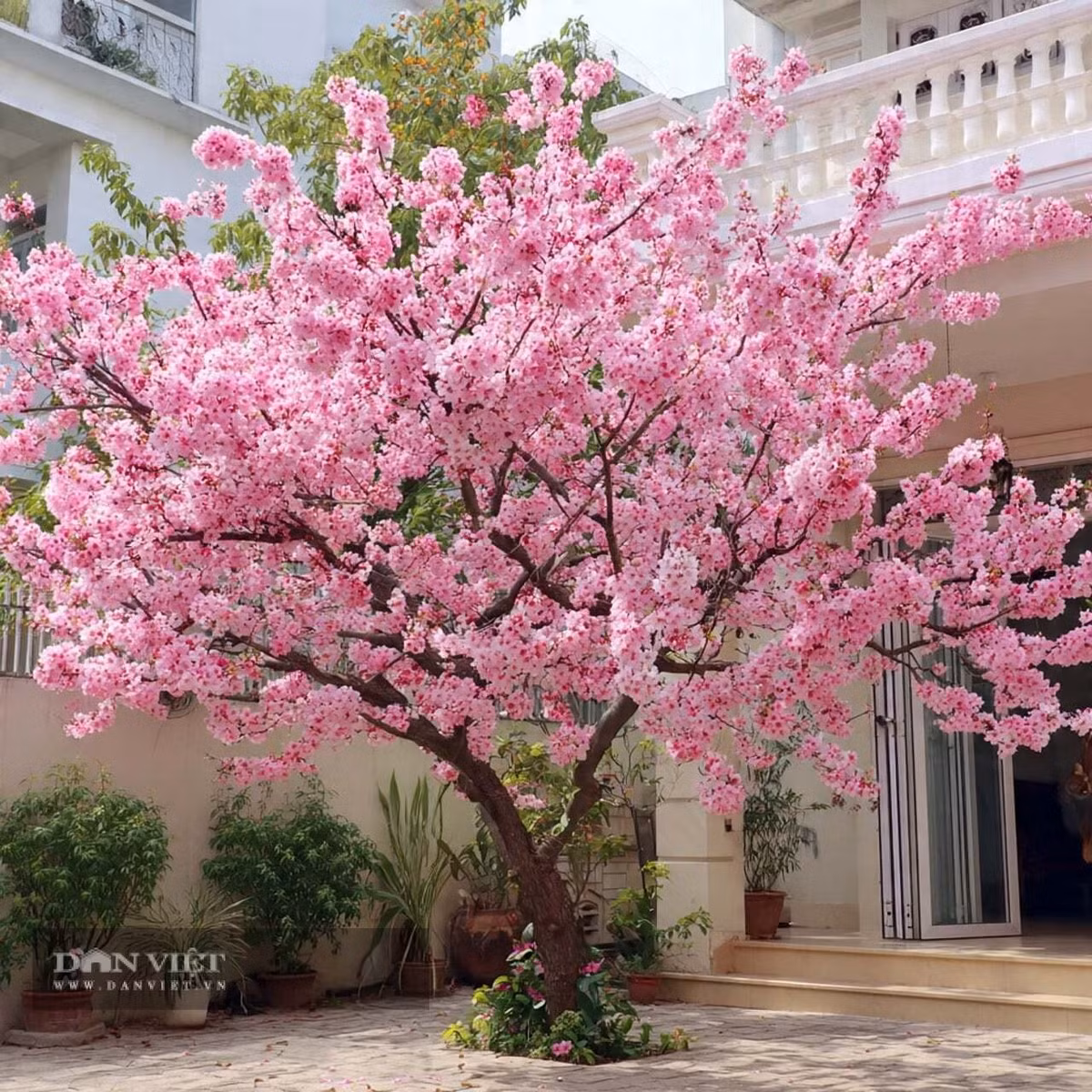 Người xưa treo cành đào trước cửa để trừ ma quỷ, bảo vệ gia trạch bình an.