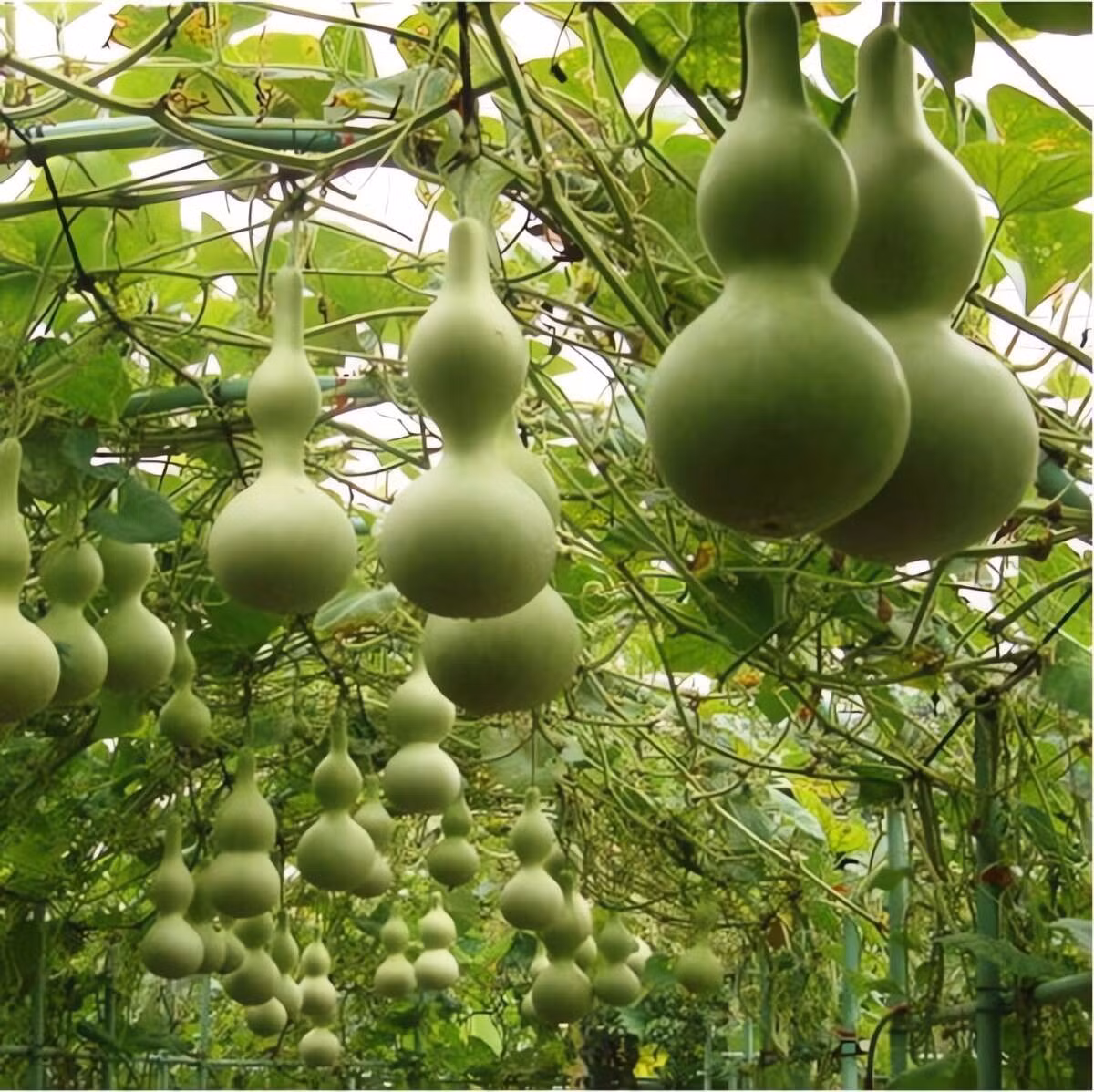 Bầu vừa ăn được, vừa làm cảnh. Ảnh minh họa Toutiao