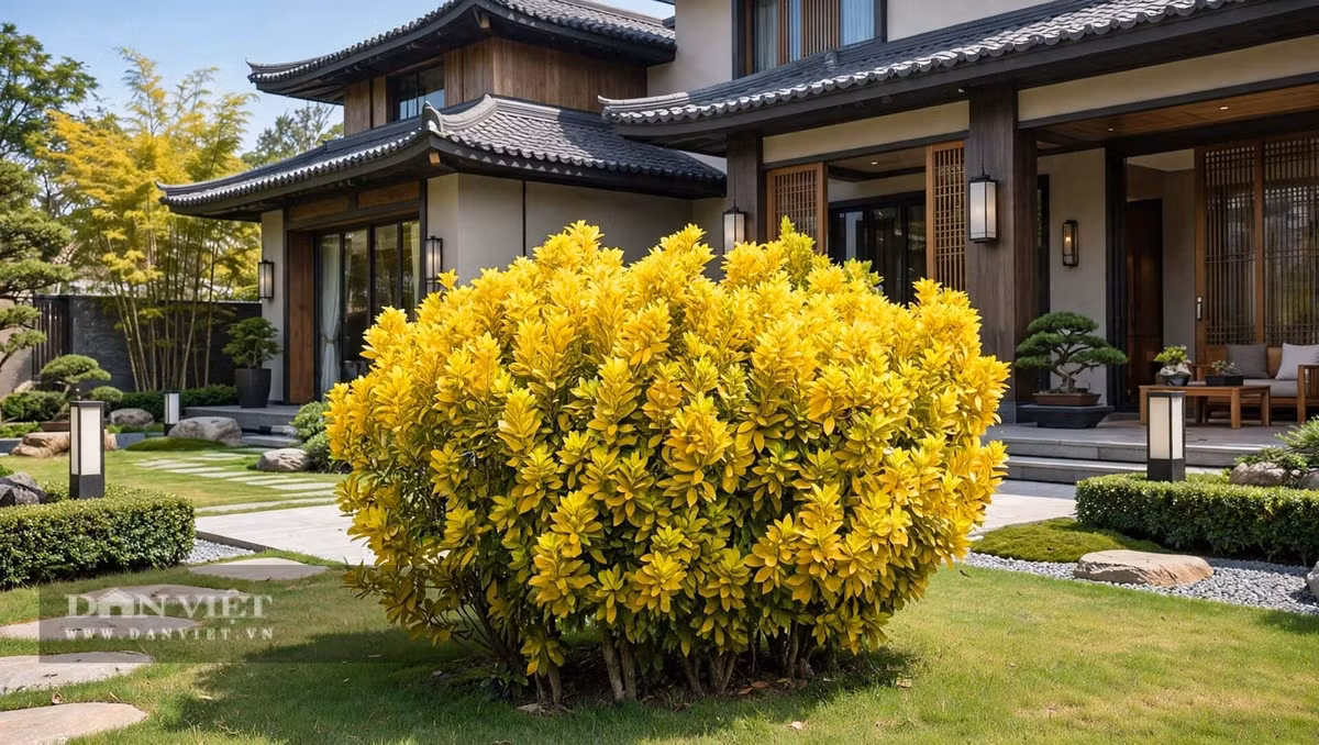 Trong ngũ hành, vàng rực của cây cảnh này là năng lượng Hỏa và Thổ cực mạnh