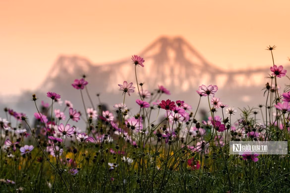 Cánh đồng hoa là công trình ý nghĩa, thành quả của phối hợp giữa Hội Liên hiệp Phụ nữ, Hội Cựu chiến binh, Đoàn Thanh niên và người dân địa phương trong hành trình hồi sinh vùng đất bỏ hoang trở thành tour du lịch xanh bờ vở sông Hồng.