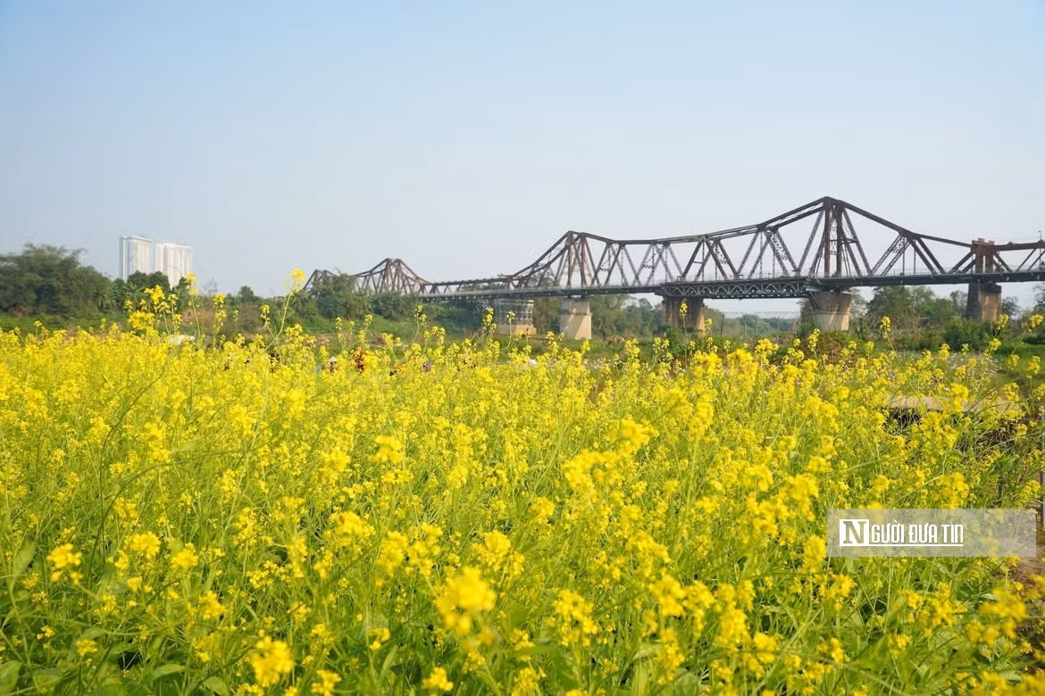 Hoa cải vàng cũng nở rộ theo mùa, trải dài thành những thảm màu vàng tươi rực rỡ, góp phần hoàn thiện bức tranh thiên nhiên sinh động dưới chân cầu Long Biên. Sắc vàng nổi bật của hoa cải hòa quyện cùng màu hồng dịu dàng của hoa cánh bướm, tạo nên sự tương phản hài hòa, thu hút ánh nhìn và mang đến cảm giác ấm áp, yên bình cho không gian ven sông.