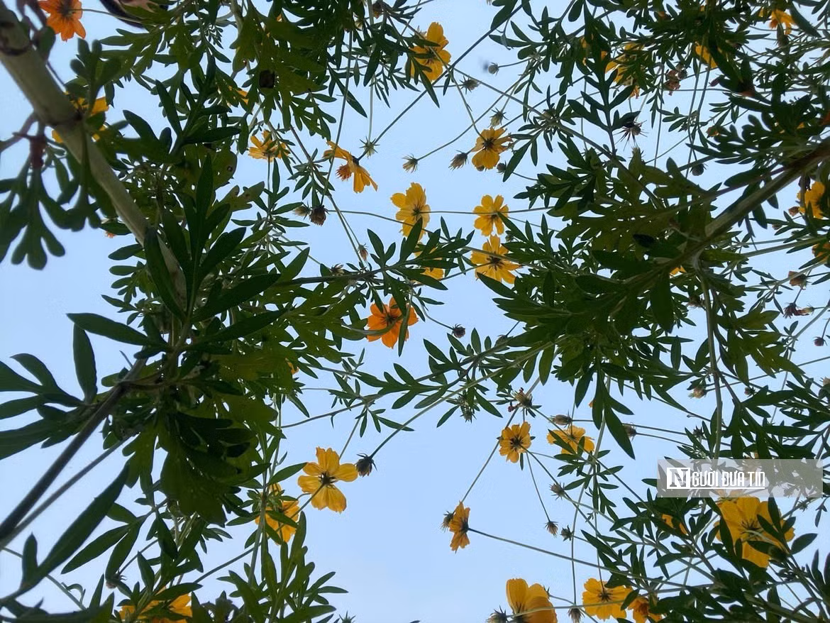 Nhờ được chăm sóc thường xuyên, khu vườn hoa dưới chân cầu Long Biên đang dần trở thành không gian xanh lý tưởng. Khu vực bến hoa là hướng đi tích cực trong cải tạo không gian ven sông Hồng.