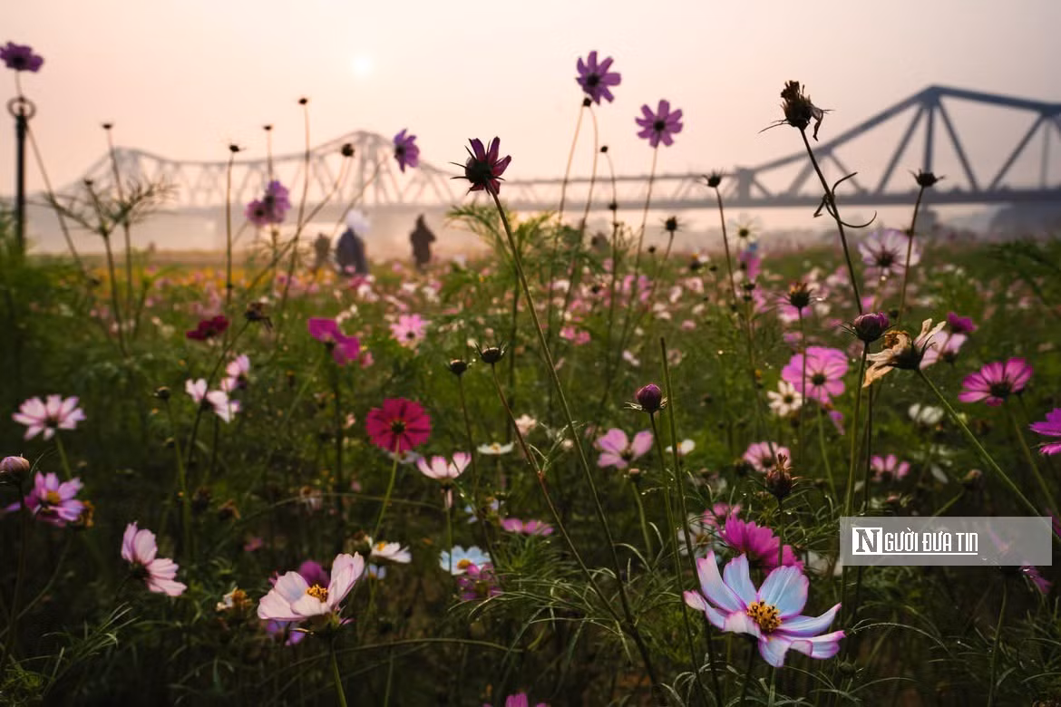 Sự xuất hiện của những vườn hoa rực rỡ dưới chân cầu Long Biên không chỉ góp phần làm đẹp cảnh quan đô thị, mà còn tạo thêm không gian sinh hoạt cộng đồng, điểm tham quan, trải nghiệm cho người dân và du khách. Đây cũng là minh chứng cho việc khai thác hiệu quả không gian ven sông, mang thiên nhiên đến gần hơn với đời sống đô thị, góp phần làm nên những góc rất riêng, rất thơ của Hà Nội.