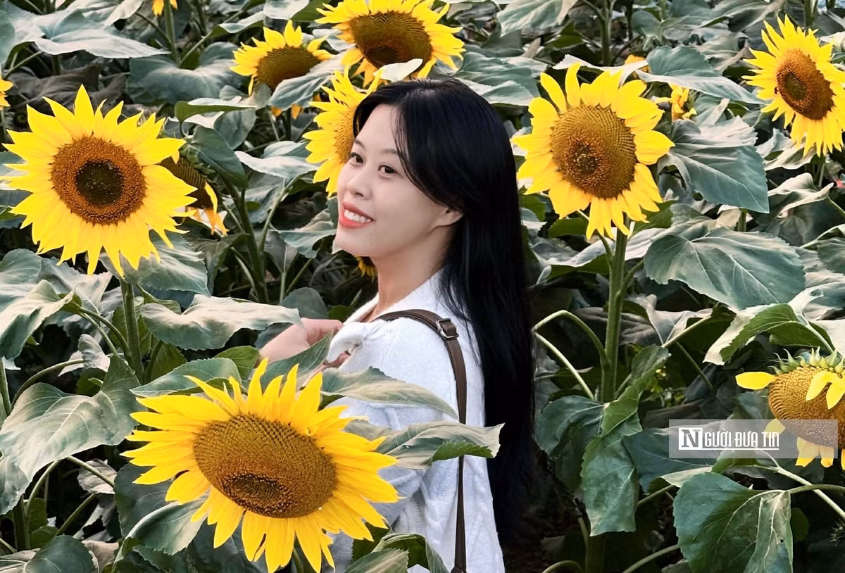 Đặc biệt, cánh đồng hoa hướng dương đang vào độ nở rộ đẹp nhất. Theo dự kiến, sắc vàng của loài hoa này có thể duy trì trong khoảng 2 tuần tới, mang đến cơ hội trải nghiệm tuyệt vời cho những ai yêu thích thiên nhiên ngay sát trung tâm thành phố.