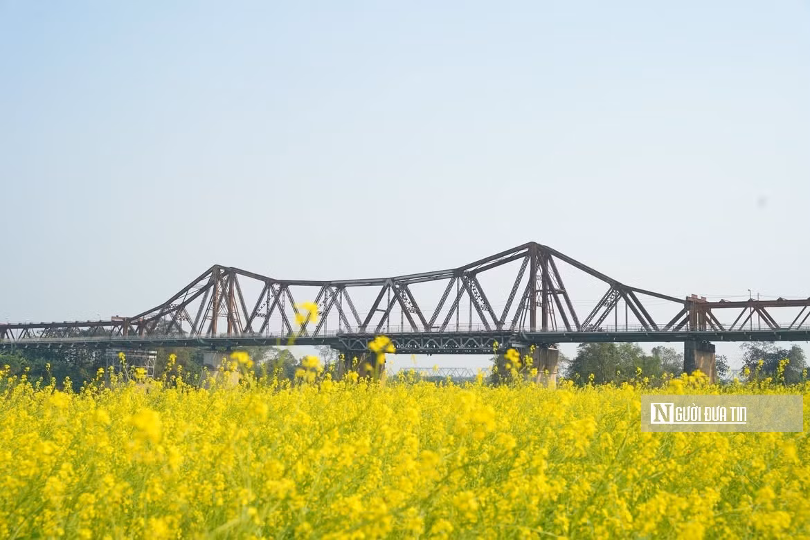 Sự kết hợp hài hòa giữa sắc hồng dịu dàng của hoa cúc bướm và sắc vàng tươi của hoa cải đã tạo nên bức tranh thiên nhiên sinh động, nổi bật trên nền cây cầu Long Biên trăm năm tuổi.